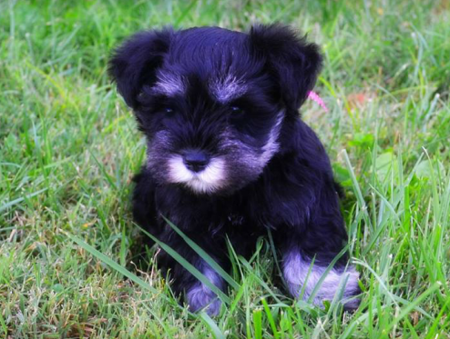 Miniature Schnauzer Puppies For Sale 