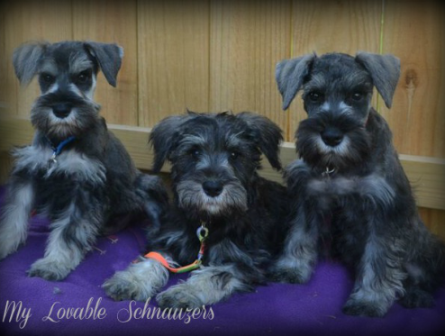 Miniature Schnauzer Puppies For 